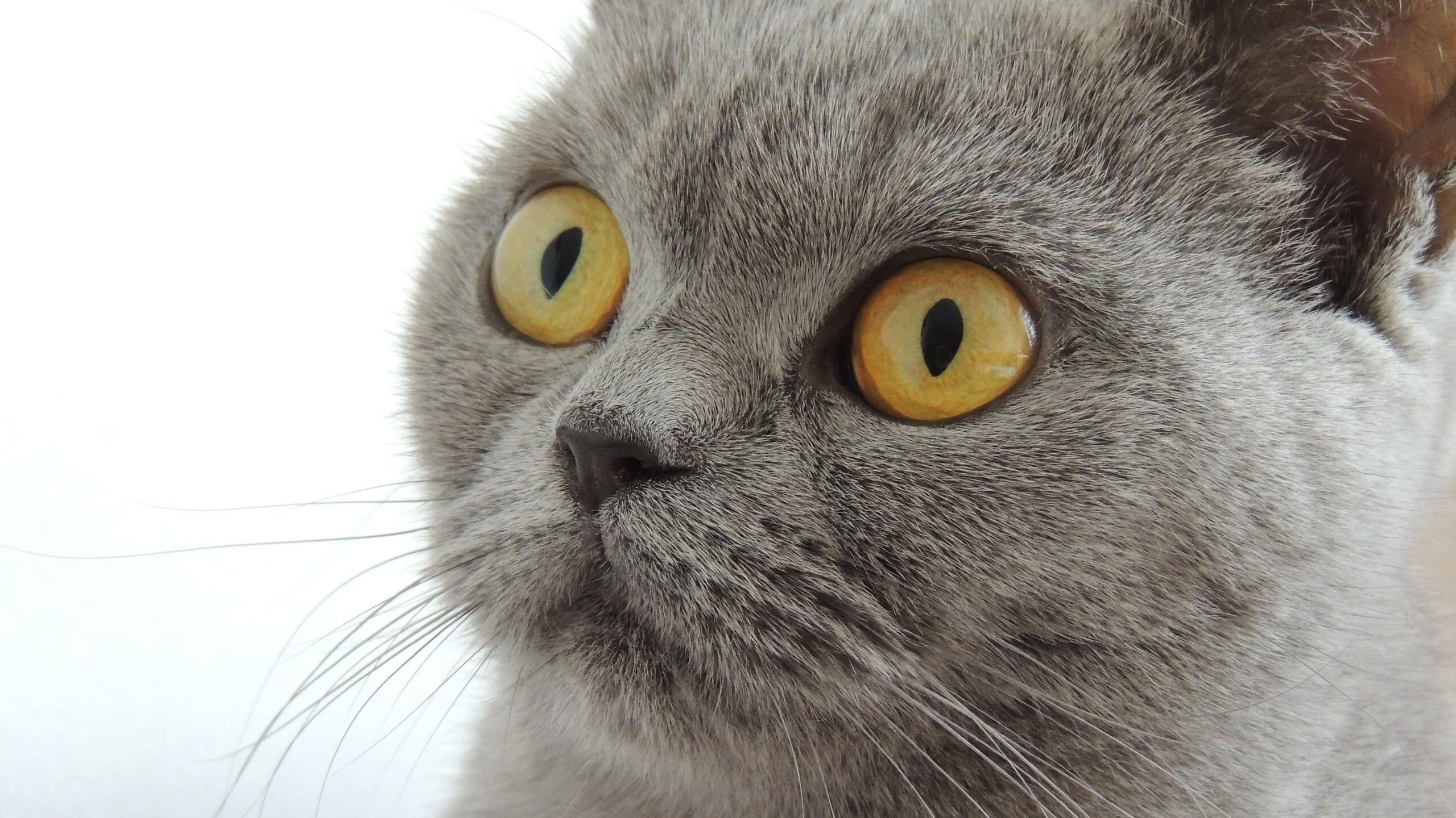 开云官网APP下载-_篮网攻守平衡，联盟第一位置牢固_，篮网队篮球