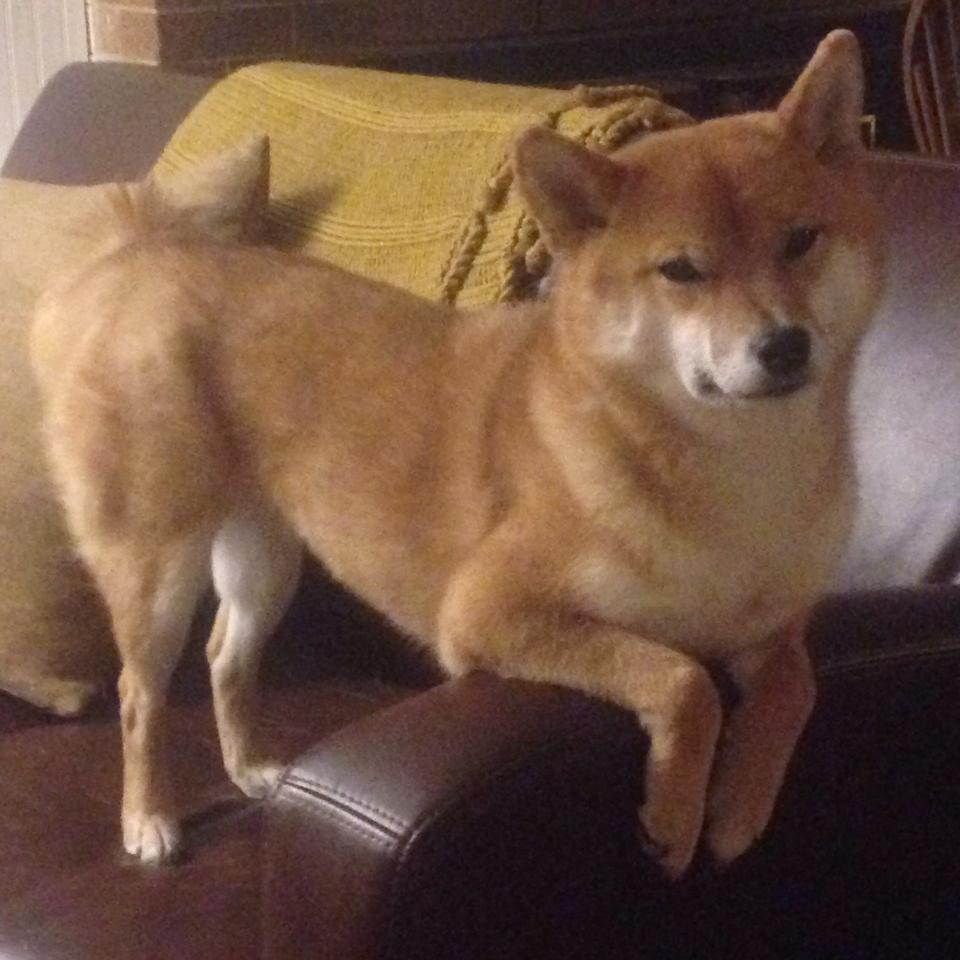 开云体育登录网站入口-《Dota 2超级邀请赛，偶像战队强势出击》，dota2超话